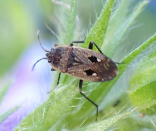 Graptopeltus lynceus
